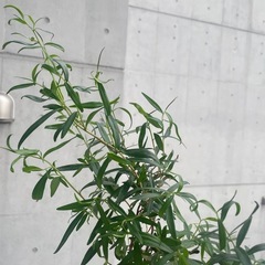 レモンティーツリー
