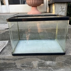 曲げガラス水槽　60センチ