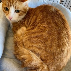 なれなれの可愛い茶白のふくちゃん❣️ - 猫
