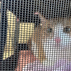 なれなれの可愛い茶白のふくちゃん❣️ − 千葉県