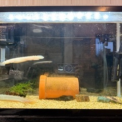 水槽セット（ポリプテルス セネガルス、ゴールデンセネガルス、デル...