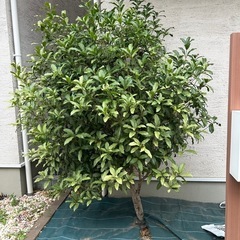 金木犀(庭木)