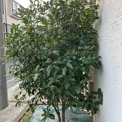 金木犀(庭木)の画像