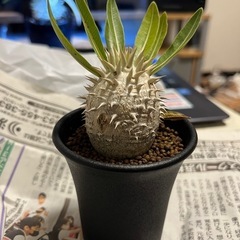 アガベ・塊根植物好きな方