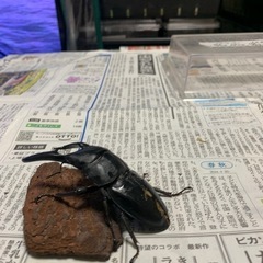 パラワンオオヒラタクワガタB品ペア
の画像