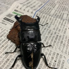 パラワンオオヒラタクワガタB品ペア
の画像