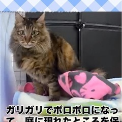 保護猫活動のお手伝いしてくださる方募集しています！