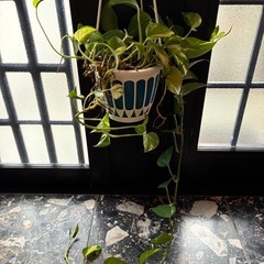 観葉植物🪴ポトス
