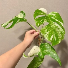 モンステラ　ホワイトタイガー