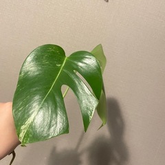 モンステラ　ホワイトタイガー2