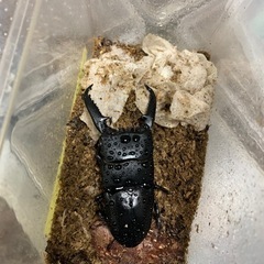 パラワンオオヒラタクワガタペア