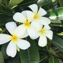 新規開講　フラ教室🌺