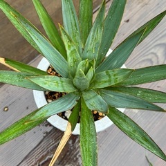 ユッカラン の画像