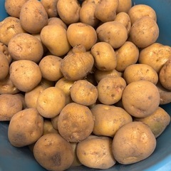 栽培期間に無農薬化学肥料不使用で育ってたじゃがいも　小ぶり10キロ