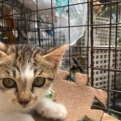 おっとり、成猫ちゃん、家族にして！