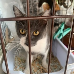 おっとり、成猫ちゃん、家族にして！ - 猫
