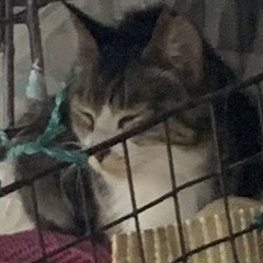 おっとり、成猫ちゃん、家族にして！ - 我孫子市