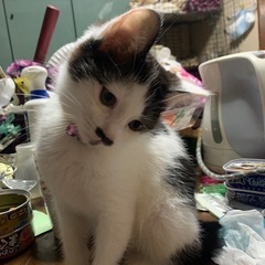 おっとり、成猫ちゃん、家族にして！ - 里親募集
