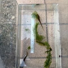 🐟ナマズのベビー🐟の画像