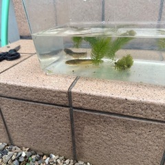 🐟ナマズのベビー🐟の画像