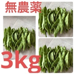 無農薬化学肥料不使用インゲン