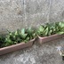 ランキングキーワードに紐づく投稿画像-観葉植物