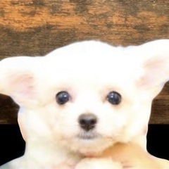 ミックス犬　男の子