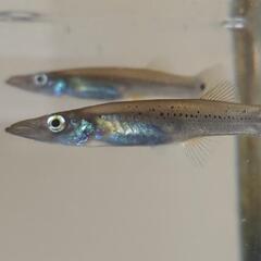 ベロネソックス♀4匹6〜7Cm