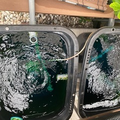 自作　魚 飼育 設備  の画像