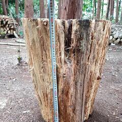 スウェーデントーチの画像