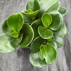 観葉植物 ペペロミア オブツシフォリア の画像