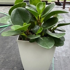 観葉植物 ペペロミア オブツシフォリア の画像