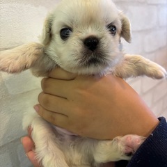ペキニーズの赤ちゃん　男の子