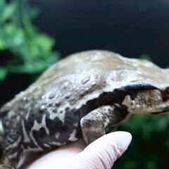 アズマヒキガエル 2匹ブリード個体 繁殖経験あり の画像