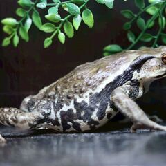 アズマヒキガエル 2匹ブリード個体 繁殖経験あり の画像