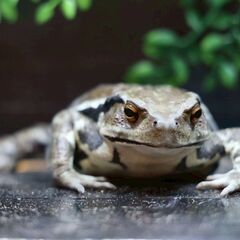 アズマヒキガエル 2匹ブリード個体 繁殖経験あり の画像