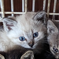 子猫ちゃん 約1ヶ月 個別投稿です
