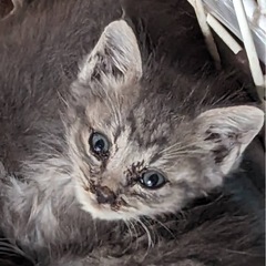 子猫ちゃん 約1ヶ月です。 個別投稿