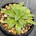 ランキングキーワードに紐づく投稿画像-多肉植物