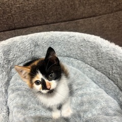 食いしん坊の三毛猫ちゃん