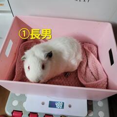 2025/4/23産まれのオスモルモット3匹の里親様募集
