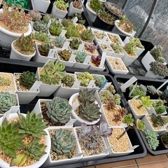 多肉植物 まとめ売り エケベリア ハオルチア アロエ等