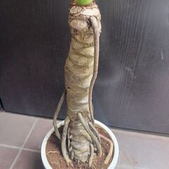 7000円　4 セローム　7号　幹上がり　個性的　八丈島産の画像