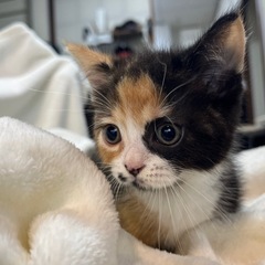 ミヌエット  短足  メス  子猫  格安で  込み込み1…