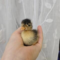 コールダック 雛 募集中