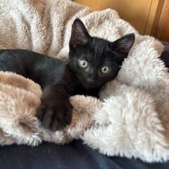 元気な黒猫ちゃんの里親募集