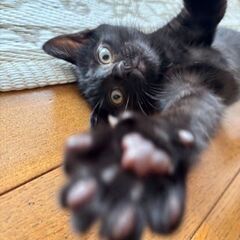 生後約4カ月黒猫ちゃんの里親募集 - 猫
