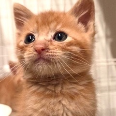 元気いっぱい遊び大好きな子猫達です♪