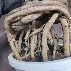 8000円　5 セローム　7号　根上がり　気根立ち　個性的　八丈島産　の画像