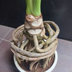 8000円　5 セローム　7号　根上がり　気根立ち　個性的　八丈島産　の画像